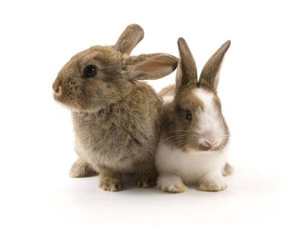 Konijn en dwergkonijn