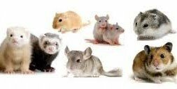 Hamster, dwerghamster, muis en rat
